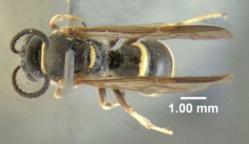 Media type: image;   Entomology 603053 Aspect: habitus dorsal view